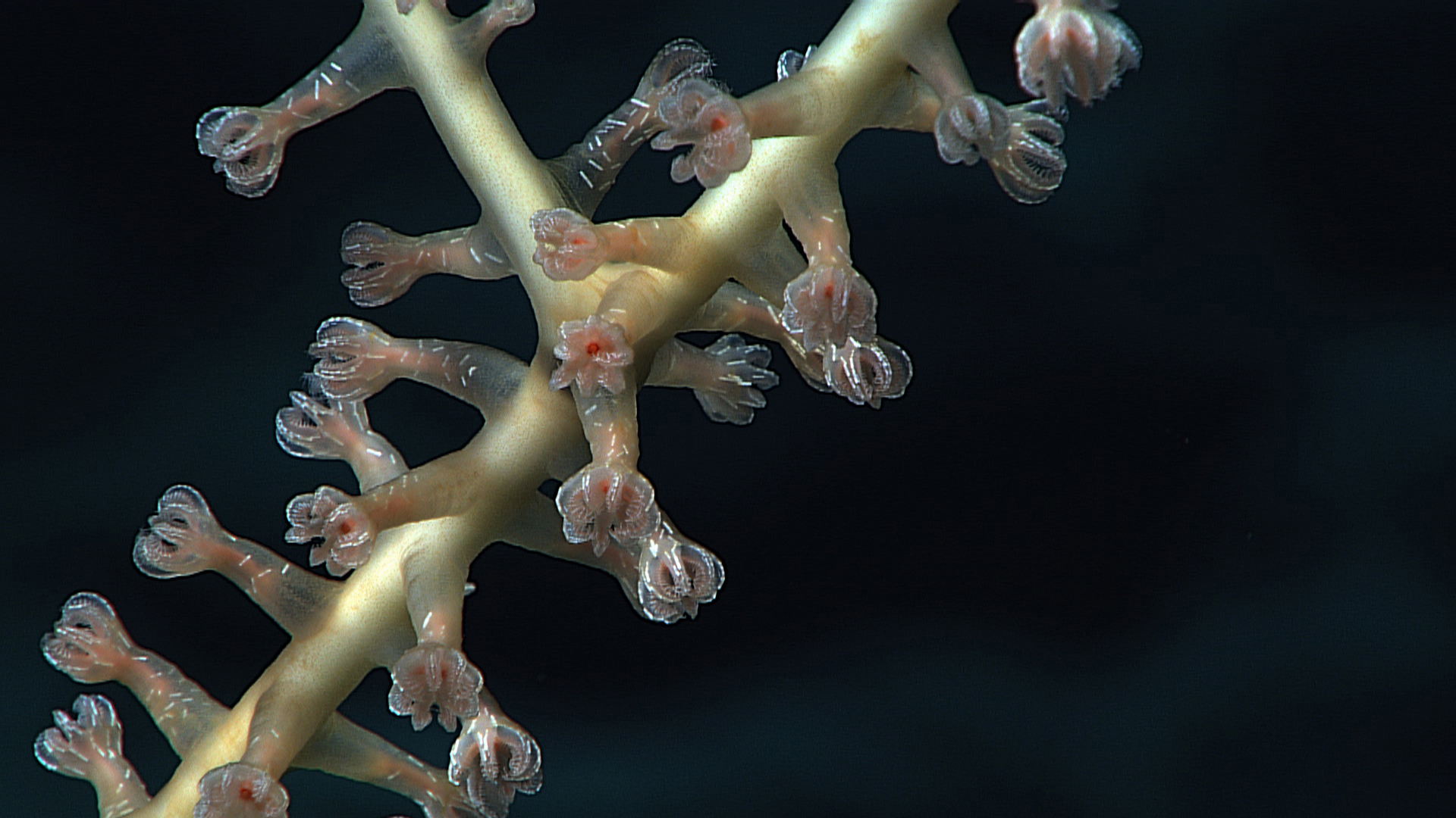 2. 심해 산호의 닫힌 폴립 — NOAA Ocean Exploration / NOAA Ocean Exploration