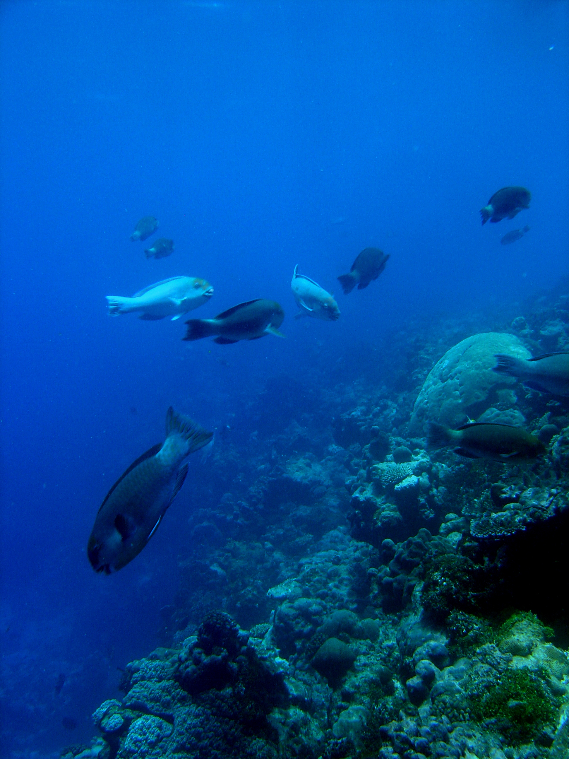 3. 괌의 산호초와 앵무고기 — David Burdick / NOAA / David Burdick / NOAA · Public domain
