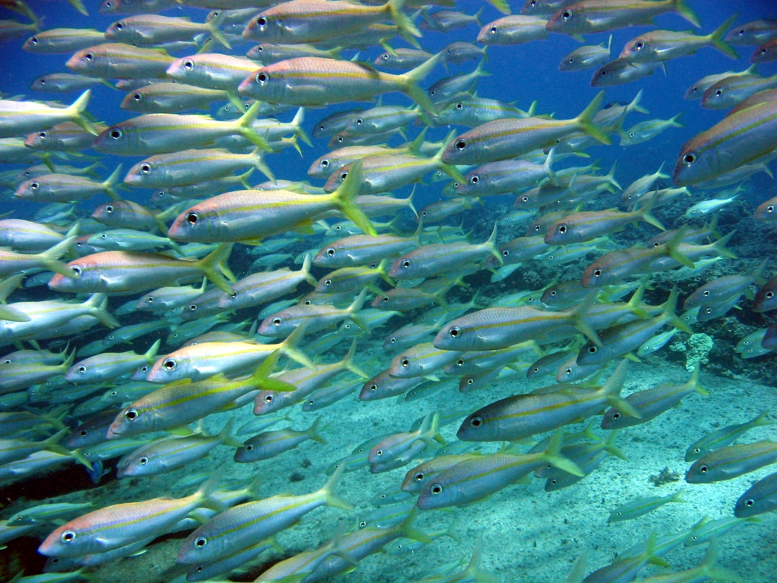 4. 북서하와이 제도의 물고기 떼 — Dwayne Meadows / NOAA / Dr. Dwayne Meadows, NOAA/NMFS/OPR · Public domain