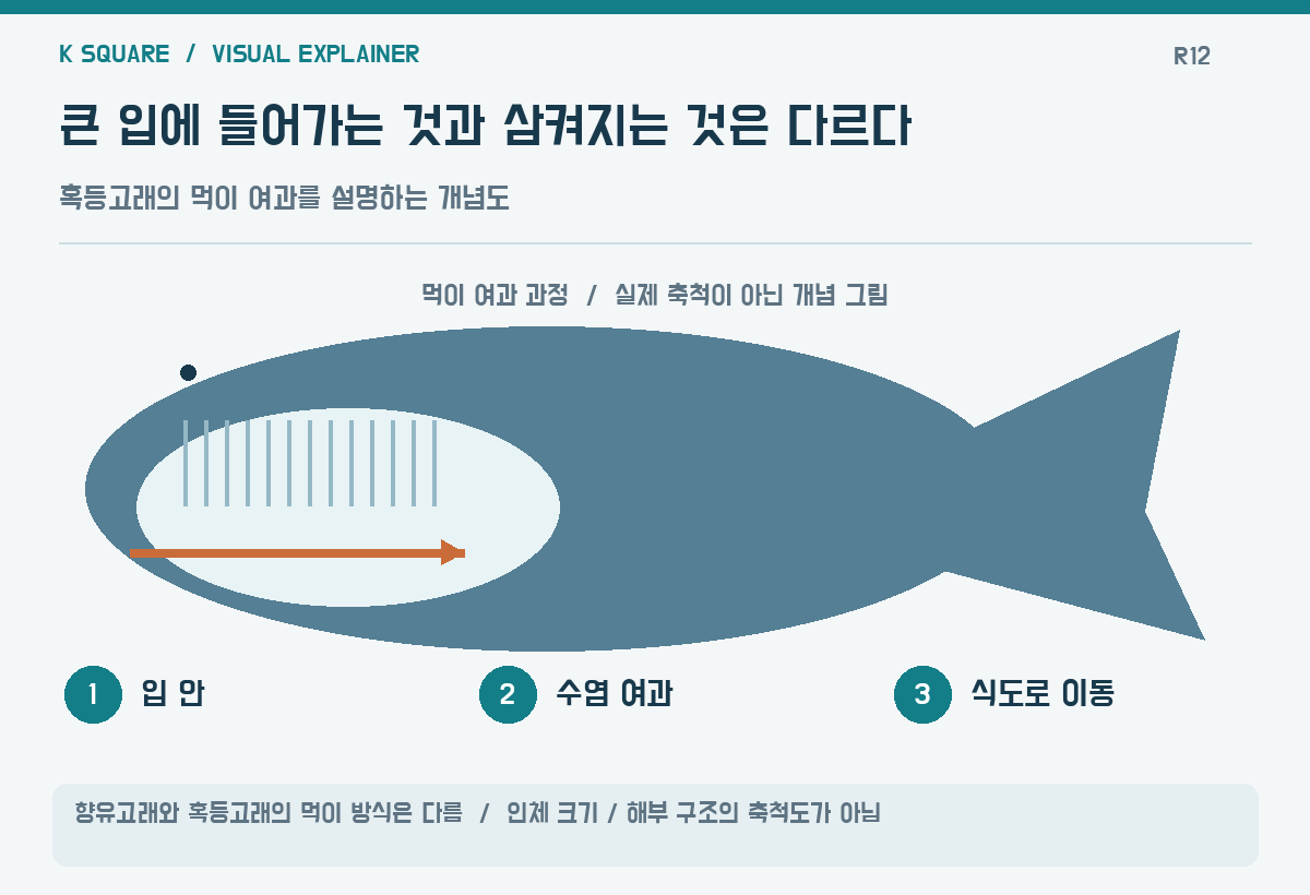 큰 입에 들어가는 것과 삼켜지는 것은 다르다 — 향유고래와 혹등고래의 먹이 방식은 다름 · 인체 크기·해부 구조의 축척도가 아님 / KSquare USA 편집부 제작. 자료: https://www.smithsonianmag.com/smithsonian-institution/in-the-new-movie-whalefall-a-cetacean-swallows-a-diver-whole-the-sperm-whales-remarkable-anatomy-and-feeding-habits-shape-the-survival-thriller-180989700/