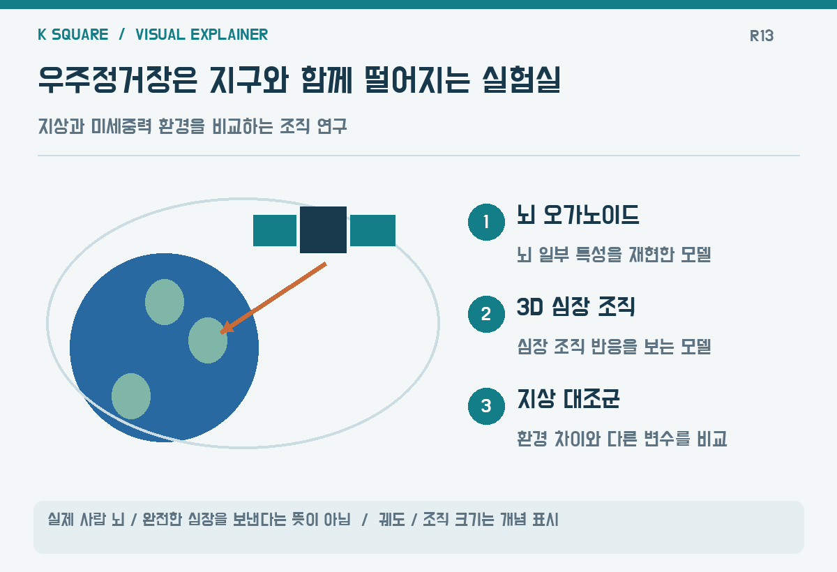 우주정거장은 지구와 함께 떨어지는 실험실 — 실제 사람 뇌·완전한 심장을 보낸다는 뜻이 아님 · 궤도·조직 크기는 개념 표시 / KSquare USA 편집부 제작. 자료: https://www.nasa.gov/blogs/spacestation/2026/10/15/spacex-dragon-docks-with-science-supplies-and-roll-out-solar-arrays/