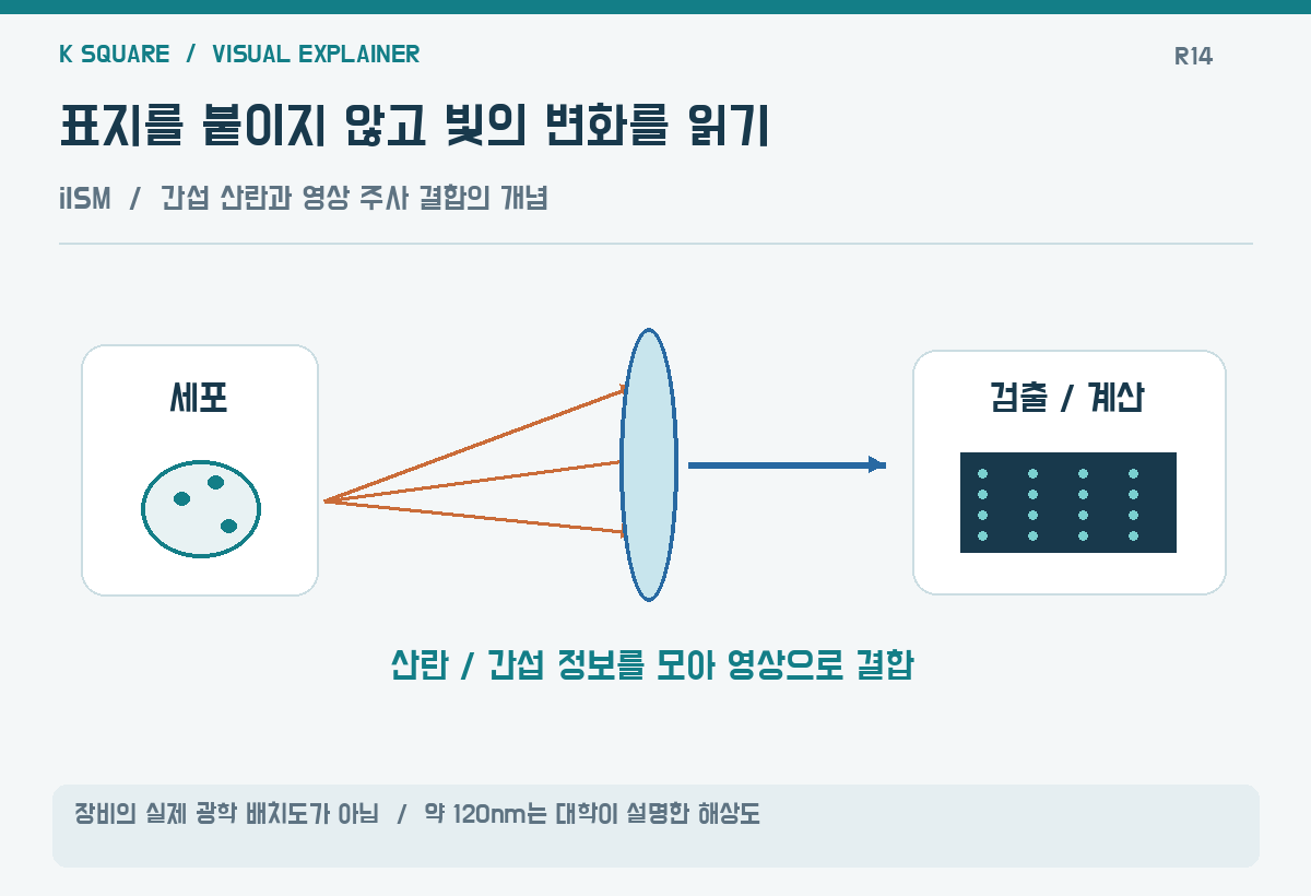 표지를 붙이지 않고 빛의 변화를 읽기 — 장비의 실제 광학 배치도가 아님 · 약 120nm는 대학이 설명한 해상도 / KSquare USA 편집부 제작. 자료: https://news.stanford.edu/stories/2026/03/high-resolution-miscroscope-living-cells-interferometric-image-scanning-microscopy