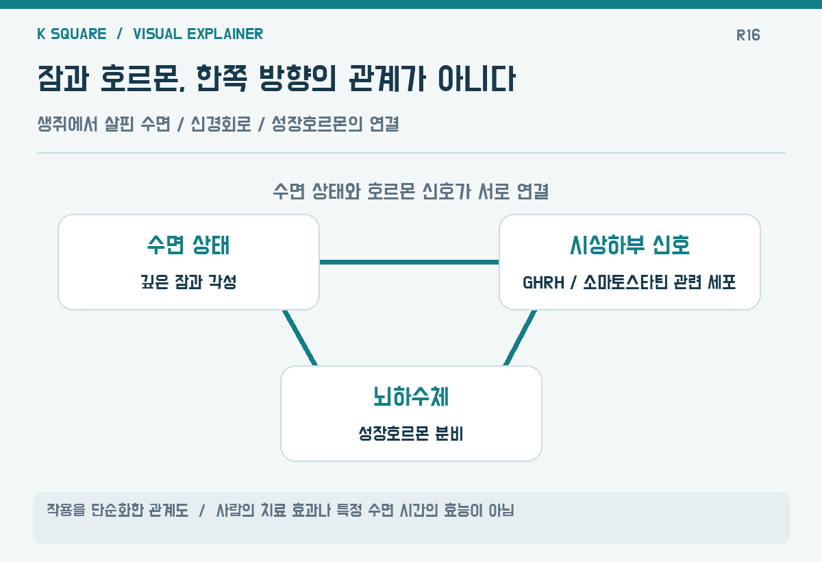 잠과 호르몬, 한쪽 방향의 관계가 아니다 — 작용을 단순화한 관계도 · 사람의 치료 효과나 특정 수면 시간의 효능이 아님 / KSquare USA 편집부 제작. 자료: https://www.sciencedaily.com/releases/2026/10/261016081140.htm